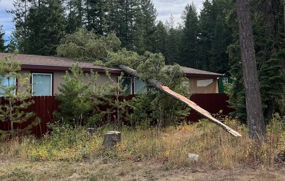 Storm-felled conifer resting on the roof of a North Idaho home after high winds