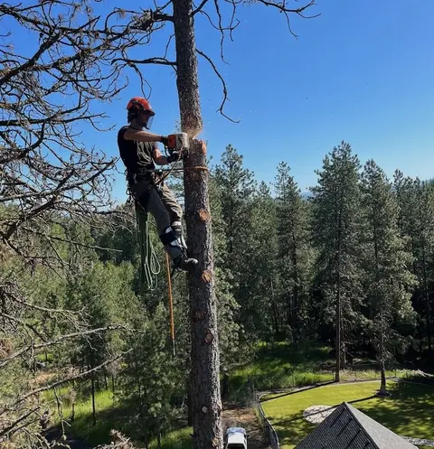 Climber working a tall ponderosa pine during a sectional removal