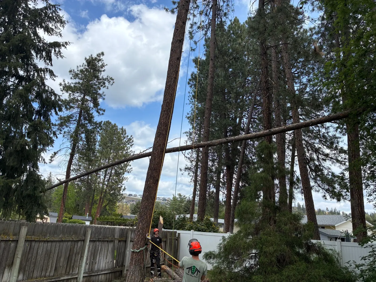 Crew lowering a roped ponderosa section between fences on a residential removal