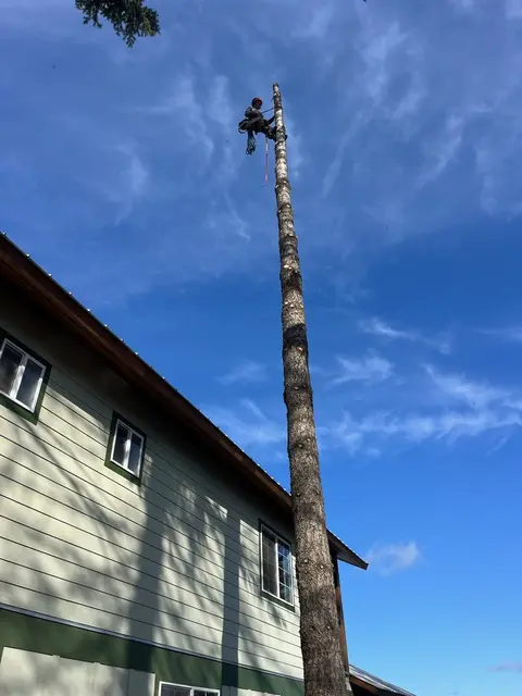 Climber working at the top of a limbed conifer spar during a trimming job in North Idaho