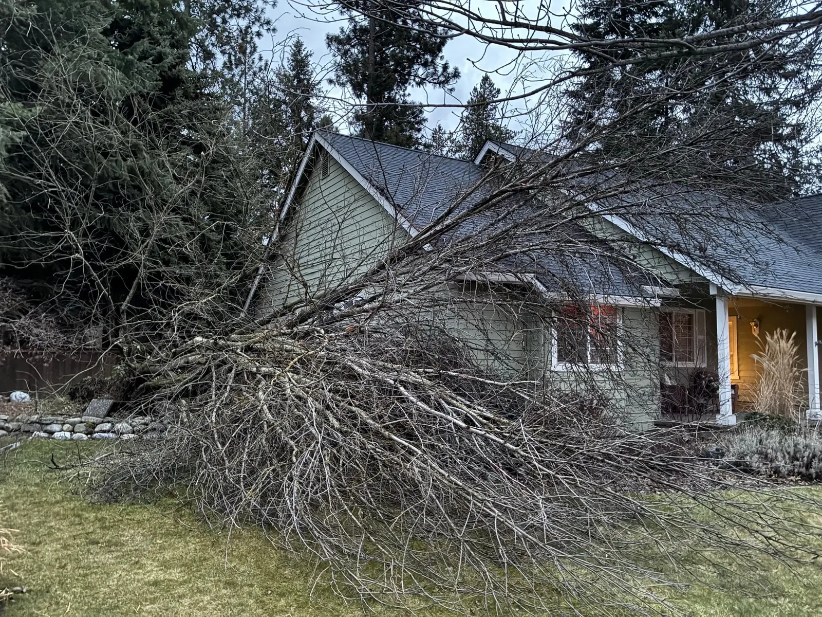 Windstorm-downed tree awaiting cleanup on a residential property